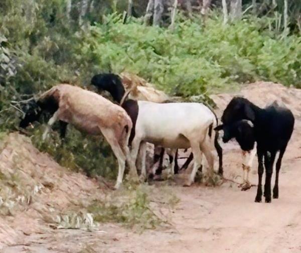 Operação campo seguro recupera sete caprinos furtados em Conceição do Coité